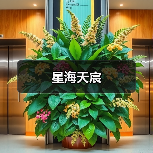 星海天宸