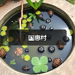 国惠村（图3）