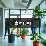 素木1801（图2）