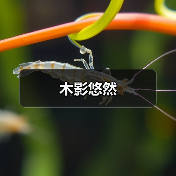 木影悠然(图4) 木影悠然(图4)